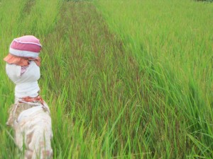 右：イセヒカリ　　中と左：古代米