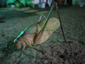 轡虫（くつわむし）