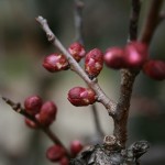 寒さを堪える梅のつぼみ