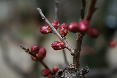 寒さを堪える梅のつぼみ