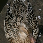 神池のカモも長閑な様子