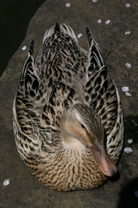 IMG_3494 神池のカモも長閑な様子