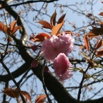 八重桜（牡丹桜）