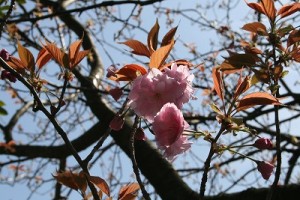 八重桜（牡丹桜）