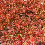 満天星　どうだんつつじ