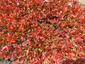 満天星　どうだんつつじ