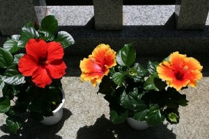 崇敬会に献花したハイビスカス