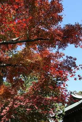 IMG_4853 紅葉もそろそろ見納めです