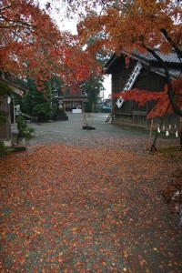 冷たい雨と紅葉の絨毯