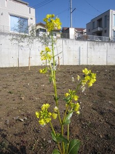 地鎮祭の敷地に春の訪れを告げる菜の花