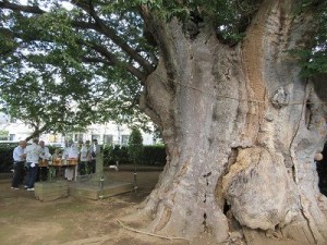 地神社の大欅（おおけやき）