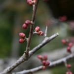 梅の蕾