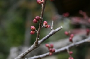 梅の蕾