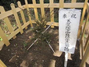 天皇陛下御即位２０年奉祝植樹　「櫟」（いちい）　