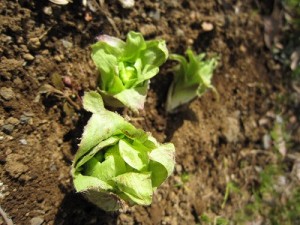 庭先の「蕗の薹」（ふきのとう）は花が咲き始めています