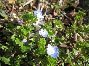 オオイヌノフグリ