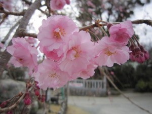 駐車場の垂れ桜