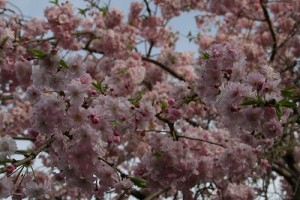 垂れ桜
