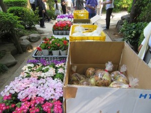 野菜・鉢花無料配布