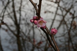 ほころび始めた四季桜