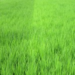 御神田の稲穂（古代米）