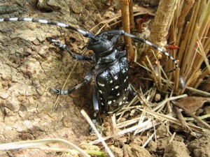 ゴマダラカミキリ