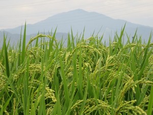 阿夫利山を背に