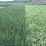 御神田の稲穂　左：古代米　右：イセヒカリ