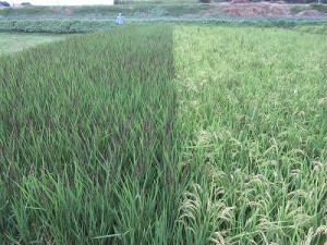 御神田の稲穂　左：古代米　右：イセヒカリ