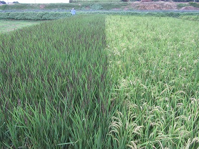 御神田の稲穂　左：古代米　右：イセヒカリ