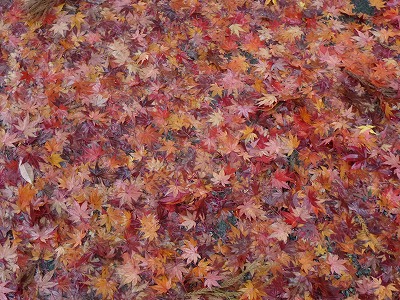 紅葉の絨毯
