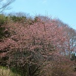 河津桜