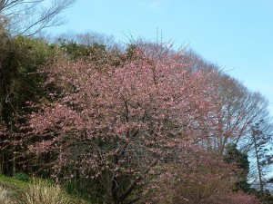 河津桜