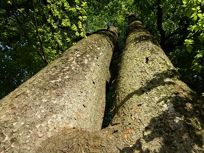 L1030228 相生の欅