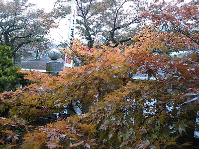 NCM_0004 (1) 色づく紅葉