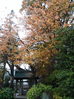 NCM_0006 (2) NCM_0006 (2)