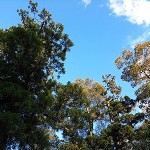 青空の広がる境内　夕方