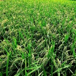 御神田の稲の様子