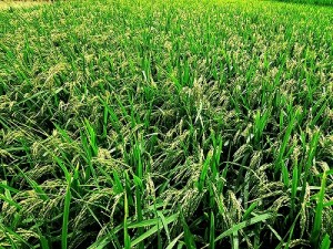 御神田の稲の様子