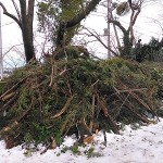 山のような木の枝