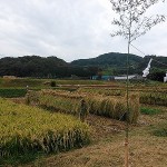 御神田の様子（今朝）