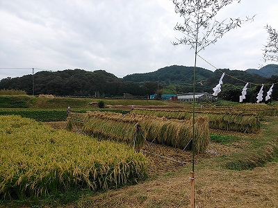 御神田の様子（今朝）