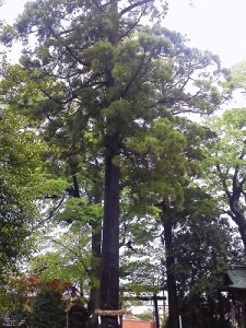 NEC_0448 雨に煙る境内