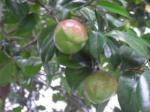 椿（つばき）の果実
