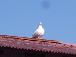 昨日現れた白い鳩