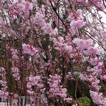 見頃に向かう垂れ桜　駐車場