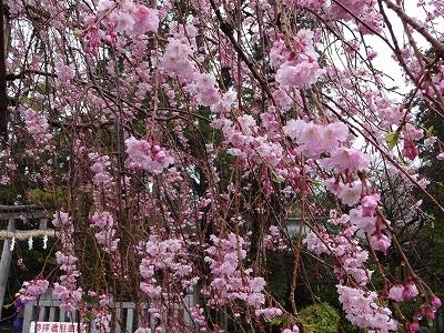 見頃に向かう垂れ桜　駐車場