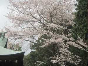 拝殿横の桜