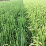 御神田（神社下）の稲穂（左は古代米）