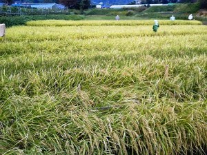 御神田の稲穂